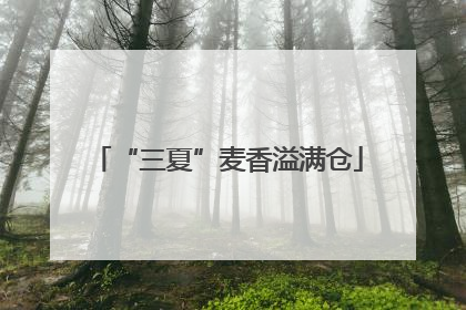 “三夏”麦香溢满仓