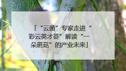 “云菌”专家走进“彩云英才荟”解读“一朵蘑菇”的产业未来