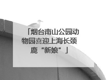 烟台南山公园动物园喜迎上海长颈鹿“新娘”
