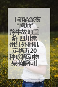 熊猫深夜“圈地”、羚牛故地重游 四川崇州红外相机定格近20种珍稀动物呆萌瞬间