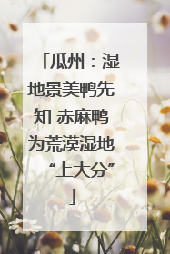 瓜州:湿地景美鸭先知 赤麻鸭为荒漠湿地“上大分”