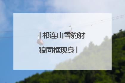 祁连山雪豹豺狼同框现身