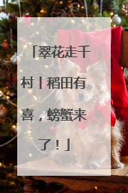 翠花走千村丨稻田有喜，螃蟹来了！
