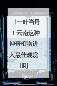 一叶当舟！云南这种神奇植物进入最佳观赏期
