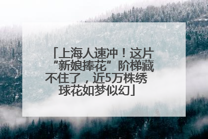 上海人速冲！这片“新娘捧花”阶梯藏不住了，近5万株绣球花如梦似幻