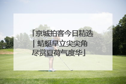 京城拍客今日精选｜蜻蜓早立尖尖角 尽赏夏荷气度华