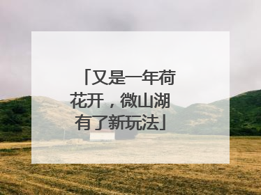 又是一年荷花开，微山湖有了新玩法