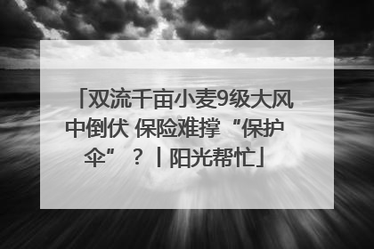 双流千亩小麦9级大风中倒伏 保险难撑“保护伞”?丨阳光帮忙