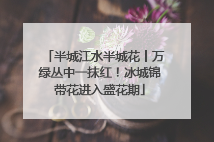 半城江水半城花丨万绿丛中一抹红！冰城锦带花进入盛花期