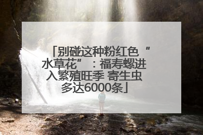 别碰这种粉红色“水草花”：福寿螺进入繁殖旺季 寄生虫多达6000条