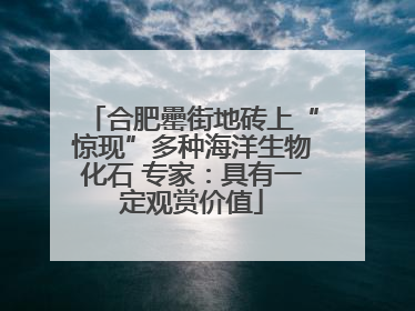 合肥罍街地砖上“惊现”多种海洋生物化石 专家：具有一定观赏价值