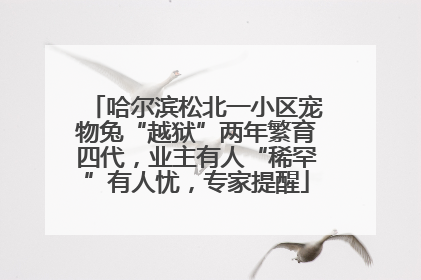 哈尔滨松北一小区宠物兔“越狱”两年繁育四代，业主有人“稀罕”有人忧，专家提醒
