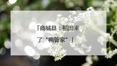 商城县：稻田来了“鸭管家”