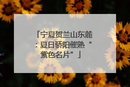 宁夏贺兰山东麓：夏日骄阳催熟“紫色名片”