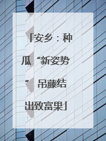 安乡：种瓜“新姿势” 吊藤结出致富果