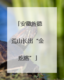 安徽旌德 荒山长出“金疙瘩”