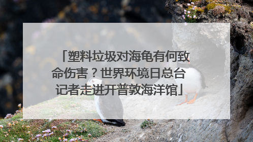 塑料垃圾对海龟有何致命伤害？世界环境日总台记者走进开普敦海洋馆