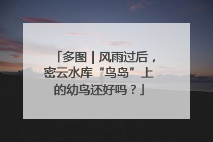 多图｜风雨过后，密云水库“鸟岛”上的幼鸟还好吗？
