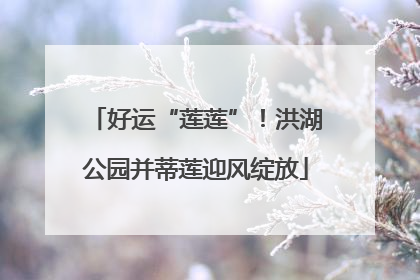 好运“莲莲”！洪湖公园并蒂莲迎风绽放
