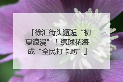 徐汇街头邂逅“初夏浪漫”！绣球花海成“全民打卡地”