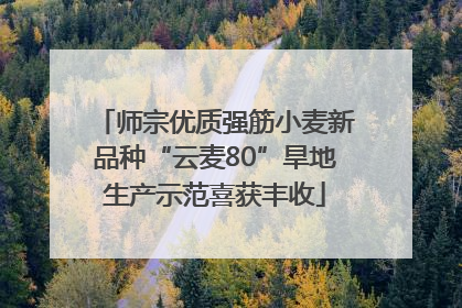 师宗优质强筋小麦新品种“云麦80”旱地生产示范喜获丰收