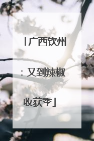 广西钦州：又到辣椒收获季