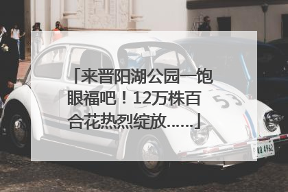 来晋阳湖公园一饱眼福吧！12万株百合花热烈绽放……
