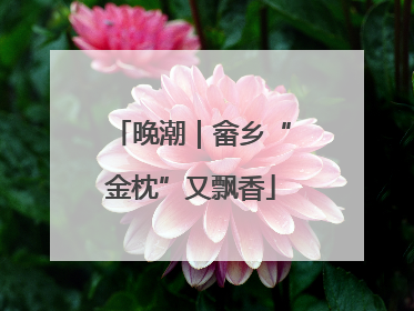 晚潮｜畲乡“金枕”又飘香