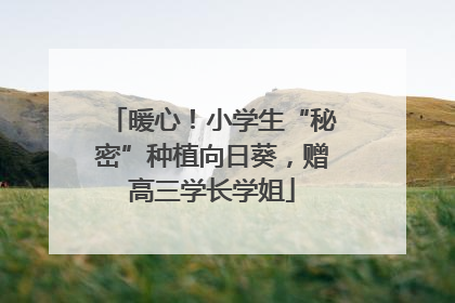 暖心！小学生“秘密”种植向日葵，赠高三学长学姐