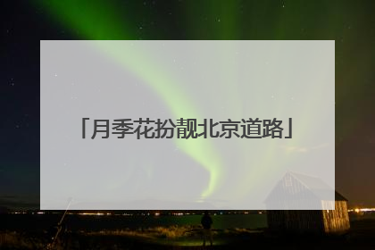 月季花扮靓北京道路