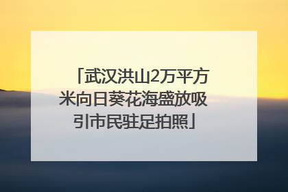 武汉洪山2万平方米向日葵花海盛放吸引市民驻足拍照