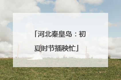 河北秦皇岛：初夏时节插秧忙