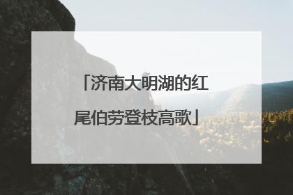 济南大明湖的红尾伯劳登枝高歌