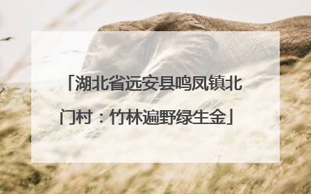 湖北省远安县鸣凤镇北门村：竹林遍野绿生金