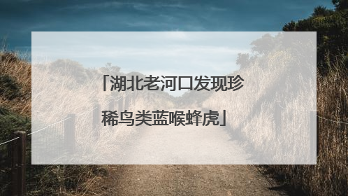 湖北老河口发现珍稀鸟类蓝喉蜂虎