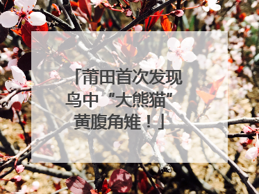 莆田首次发现鸟中“大熊猫”黄腹角雉！