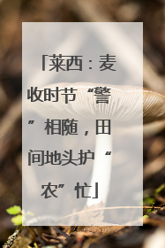 莱西：麦收时节“警”相随，田间地头护“农”忙