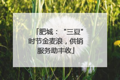 肥城：“三夏”时节金麦浪，供销服务助丰收
