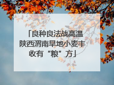 良种良法战高温 陕西渭南旱地小麦丰收有“粮”方
