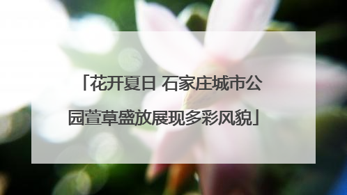 花开夏日 石家庄城市公园萱草盛放展现多彩风貌
