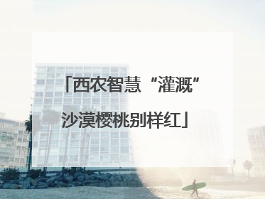 西农智慧“灌溉” 沙漠樱桃别样红