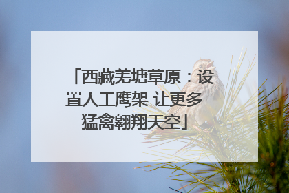 西藏羌塘草原：设置人工鹰架 让更多猛禽翱翔天空