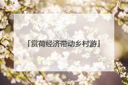 赏荷经济带动乡村游