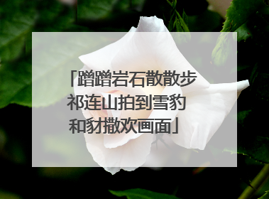 蹭蹭岩石散散步 祁连山拍到雪豹和豺撒欢画面