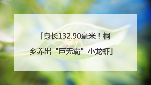 身长132.90毫米！桐乡养出“巨无霸”小龙虾