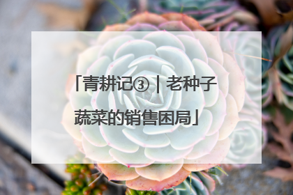 青耕记③｜老种子蔬菜的销售困局