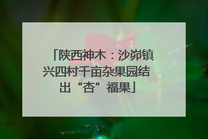 陕西神木：沙峁镇兴四村千亩杂果园结出“杏”福果