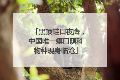 黑顶蛙口夜鹰，中国唯一蟆口鸱科物种现身临沧