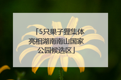 5只果子狸集体亮相湖南南山国家公园候选区
